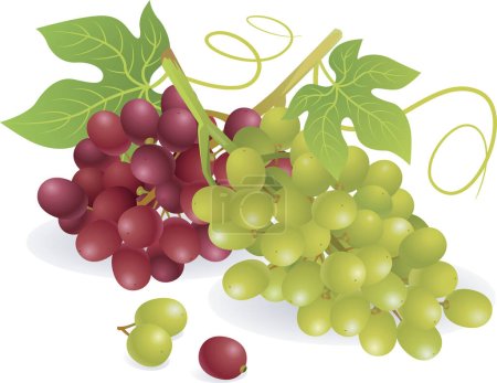 Téléchargez les illustrations : Illustration vectorielle du raisin - en licence libre de droit