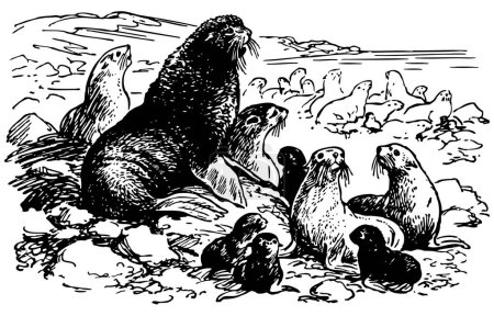 Téléchargez les illustrations : Illustration des phoques dans la nature sauvage - en licence libre de droit