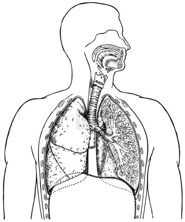 Illustration for Lungs, respiratory system, human body, vector - Royalty Free Image
