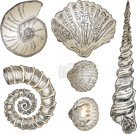 Illustration for Vector set of seashells - Royalty Free Image