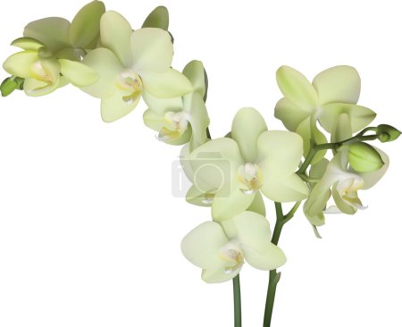 Illustration for Close - up view of white orchid flowers - Royalty Free Image