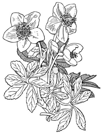 Téléchargez les illustrations : Motif floral vectoriel avec des fleurs, dessin à la main illustration de style gravé - en licence libre de droit
