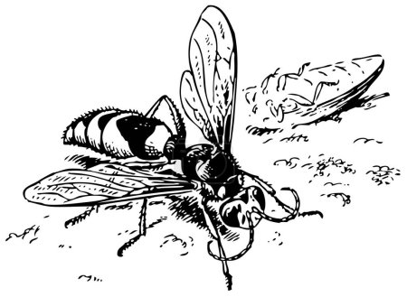 Illustration for Vector illustration of wasp - Royalty Free Image