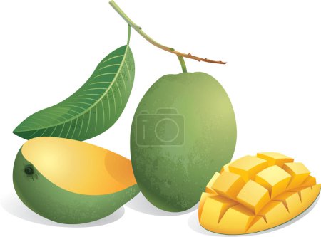 Ilustración de Ilustración vectorial de mango - Imagen libre de derechos