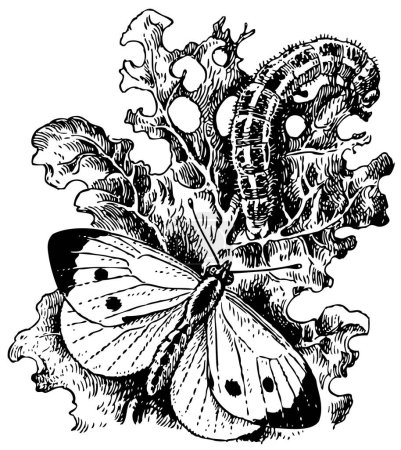 Ilustración de Oruga de mariposa blanca y negra sobre un fondo blanco - Imagen libre de derechos