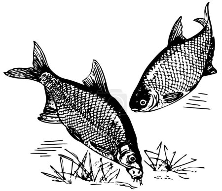 Ilustración de Ilustración de dos peces bajo el agua - Imagen libre de derechos