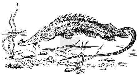 Foto de Dibujo vectorial de una criatura marina - Imagen libre de derechos