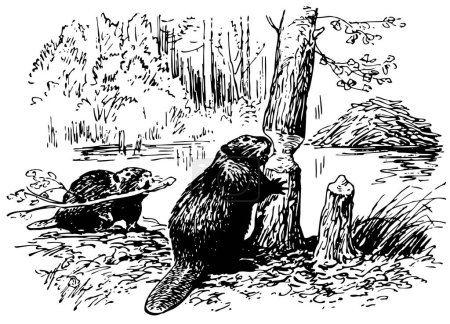 Téléchargez les illustrations : Illustration de castors mâcher le bois sur un noir et blanc - en licence libre de droit