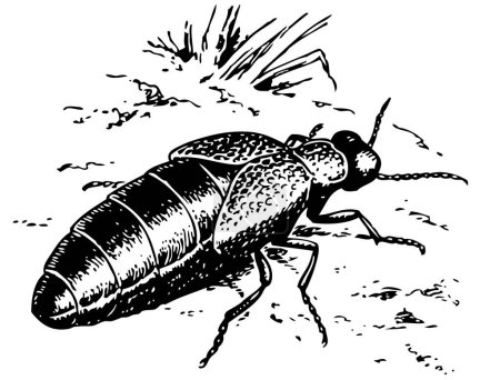 Illustration for Illustration of a beetle - Royalty Free Image