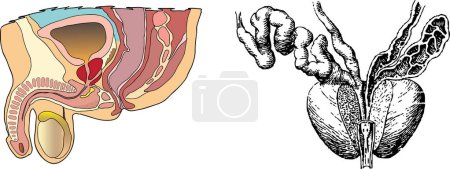 Ilustración de Anatomía del órgano interno humano sobre fondo blanco - Imagen libre de derechos