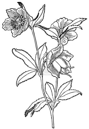Illustration for Black and white flowers - Royalty Free Image