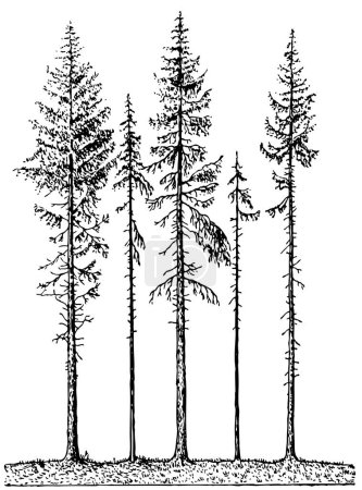 Illustration for Trees in black and white colors - Royalty Free Image