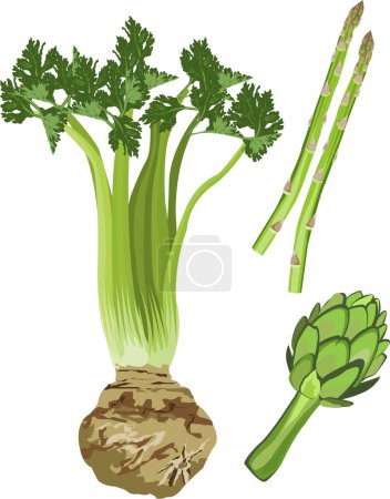 Téléchargez les photos : Chou vert et brocoli - en image libre de droit