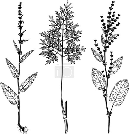 Ilustración de Conjunto vectorial de diferentes plantas - Imagen libre de derechos