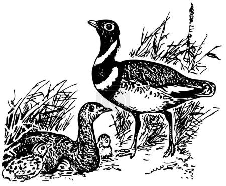 Téléchargez les illustrations : Illustration vectorielle d'un canard - en licence libre de droit