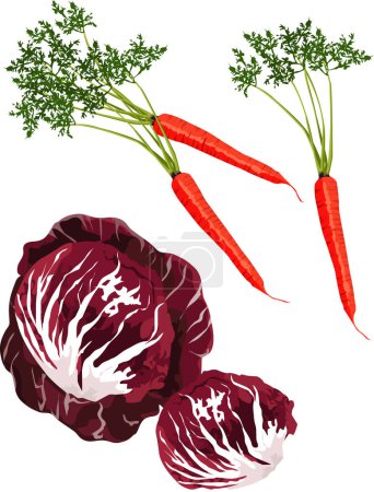 Téléchargez les illustrations : Ensemble de légumes. chou rouge et carottes. isolé sur fond blanc. - en licence libre de droit