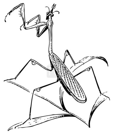 Ilustración de Boceto en blanco y negro de una mantis divertida - Imagen libre de derechos