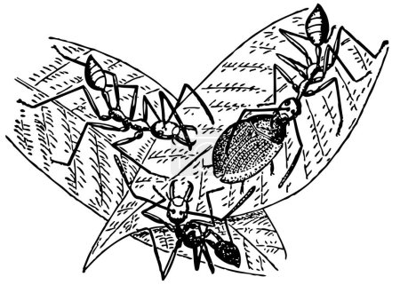 Téléchargez les illustrations : Illustration vintage de fourmis sur feuilles - en licence libre de droit