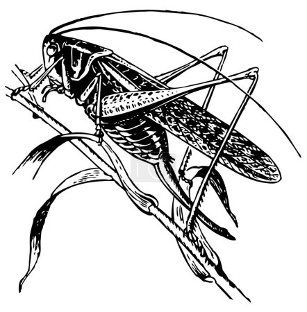 Illustration for Woodcut illustration of grasshopper on white background - Royalty Free Image