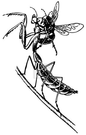 Téléchargez les illustrations : Illustration gravée sur bois d'un insecte - en licence libre de droit