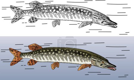 Téléchargez les illustrations : Croquis vectoriel des poissons - en licence libre de droit