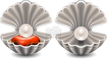 Illustration for Pearls in seashells on white background - Royalty Free Image
