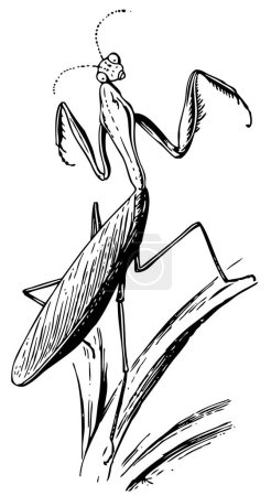 Ilustración de Ilustración vectorial de la mantis de dibujos animados - Imagen libre de derechos