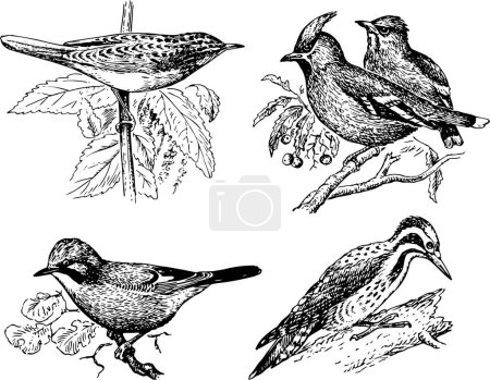 Illustration for Set of  birds, vector illustration - Royalty Free Image