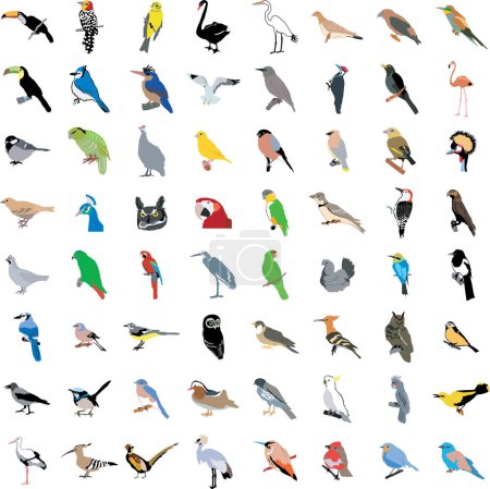Illustration for Set of vector birds collection isolated - Royalty Free Image