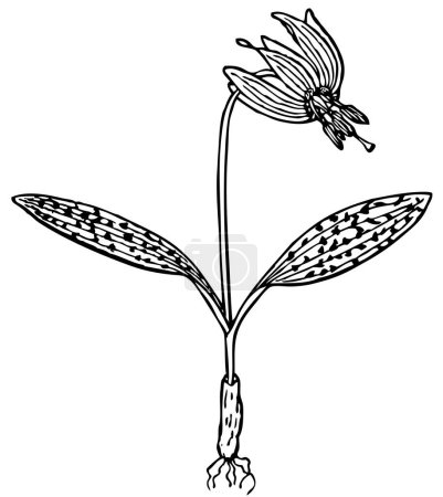 Téléchargez les illustrations : Croquis vectoriel dessin de la fleur - en licence libre de droit