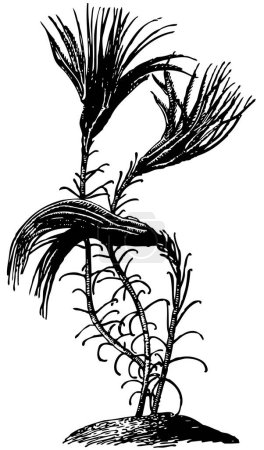 Illustration for Black and white vector illustration of flowers - Royalty Free Image
