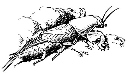 Téléchargez les illustrations : Illustration avec un fond noir et blanc d'un insecte sur fond blanc. - en licence libre de droit