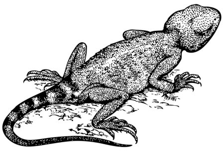 Illustration for Illustration of lizard on white background - Royalty Free Image