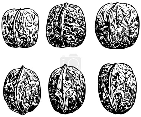 Ilustración de Conjunto blanco y negro de nueces - Imagen libre de derechos