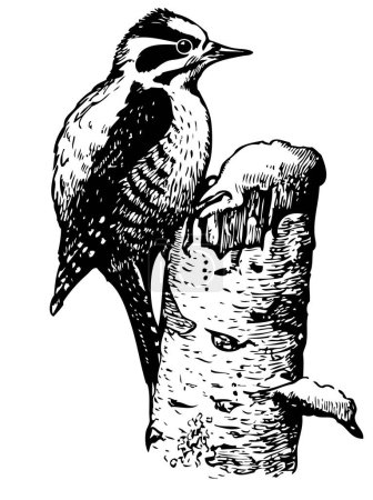 Illustration for Vintage  illustration of woodcut bird - Royalty Free Image