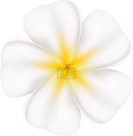 Ilustración de Hermosa flor sobre fondo blanco - Imagen libre de derechos