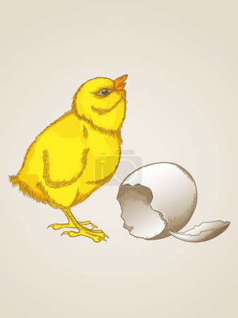 Ilustración de Vector de pollo con huevo - Imagen libre de derechos