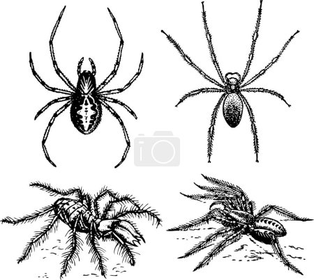 Illustration for Set of spiders. vector illustration - Royalty Free Image