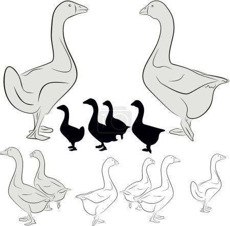 Ilustración de Vector de gansos establecido sobre un fondo blanco - Imagen libre de derechos