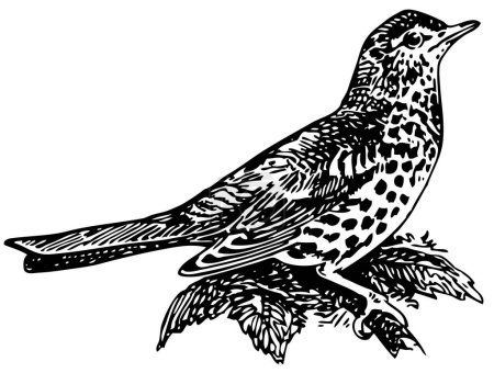 Illustration for Black ink bird on white background - Royalty Free Image