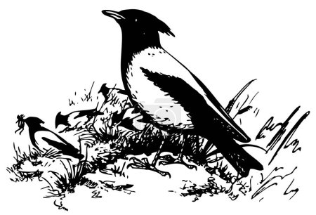 Téléchargez les illustrations : Illustration gravée sur bois d'un oiseau assis dans une herbe et un pin. - en licence libre de droit
