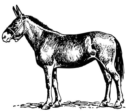 Ilustración de Dibujo negro de burro sobre fondo blanco - Imagen libre de derechos