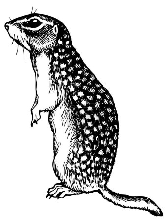 Téléchargez les illustrations : Illustration vectorielle d'un écureuil noir et blanc dessin animé - en licence libre de droit