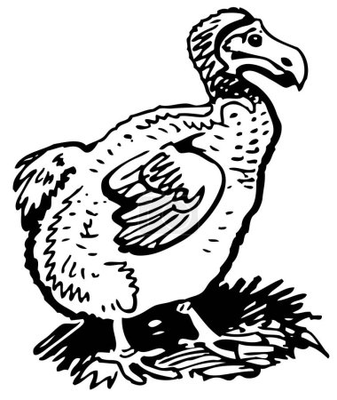 Téléchargez les illustrations : Dinde avec un oiseau - en licence libre de droit