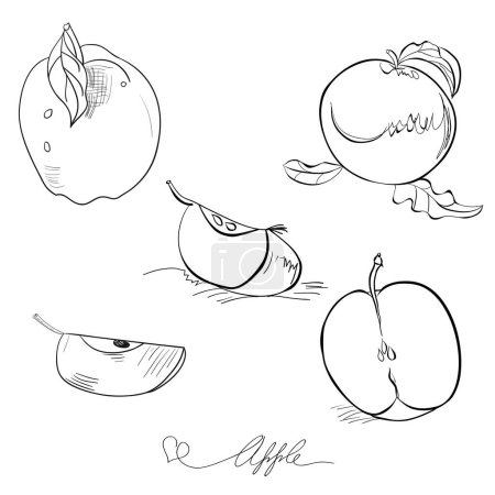 Ilustración de Bosquejo de manzana sobre fondo blanco - Imagen libre de derechos