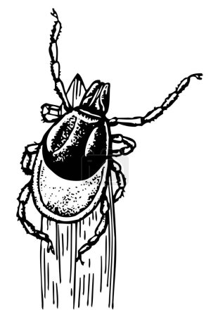 Téléchargez les illustrations : Dessin vectoriel d'un scarabée sur fond blanc, illustration vectorielle - en licence libre de droit
