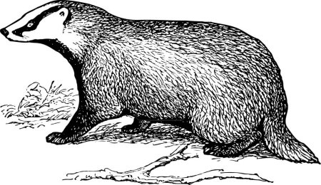 Téléchargez les illustrations : Illustration vectorielle de castor mignon - en licence libre de droit