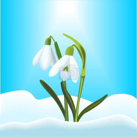 Illustration for Snowdrop flowers in the snow. vector illustration - Royalty Free Image