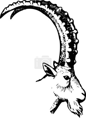 Illustration for Vector illustration of goat - Royalty Free Image