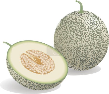 Téléchargez les illustrations : Illustration de melon vert sur blanc - en licence libre de droit